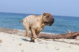 SHAR-PEI 164